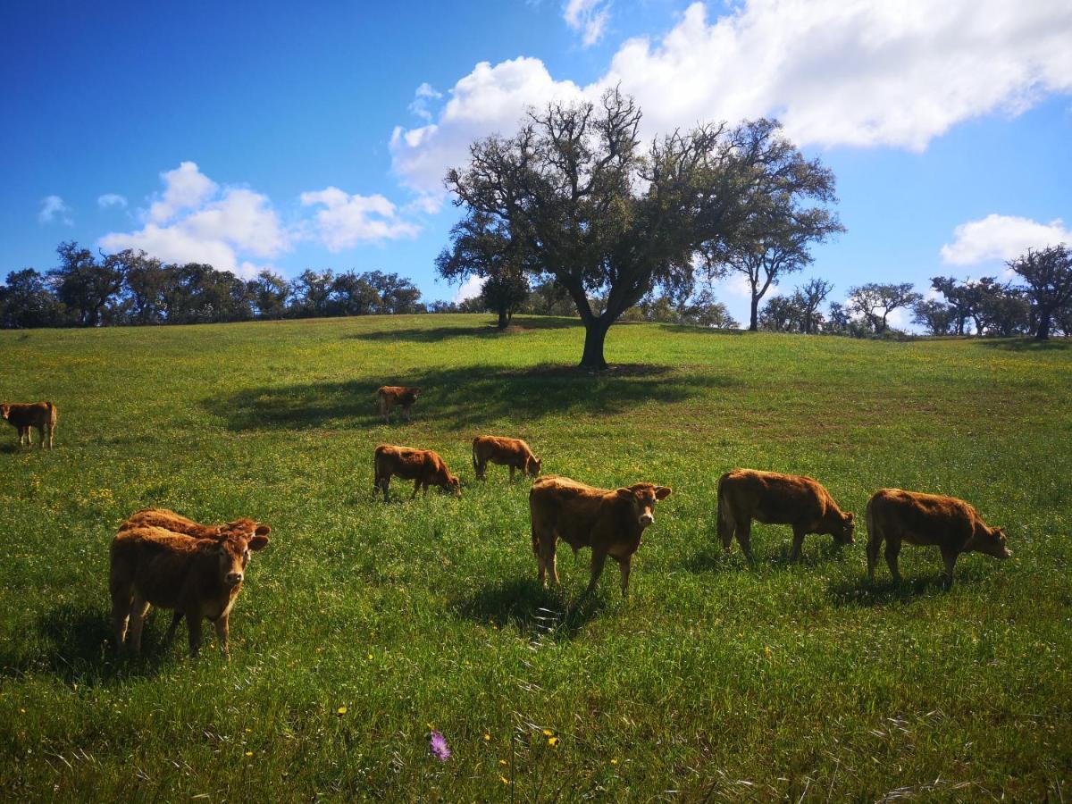 Вилла Monte Bandarro Novo, Country House Cercal do Alentejo Экстерьер фото